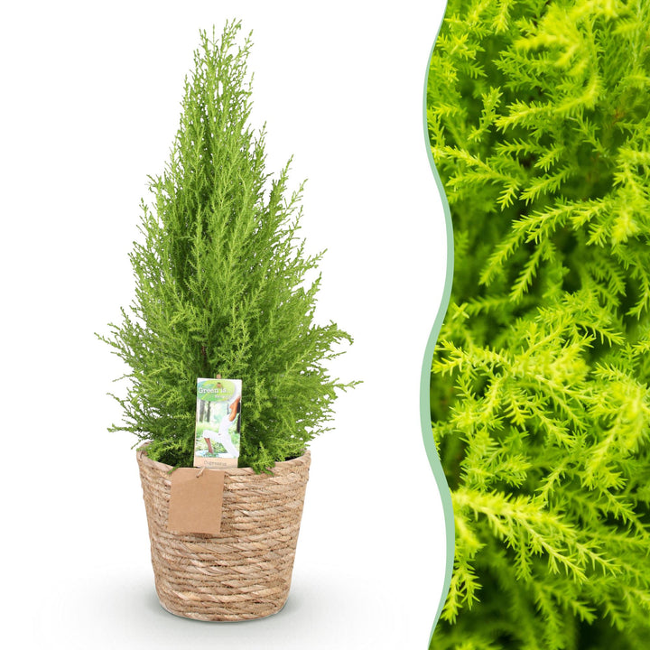 Cupressus 'Goldcrest Wilma' golden lemon-scented conifer, 21cm pot, 85-95cm, supplied with a basket