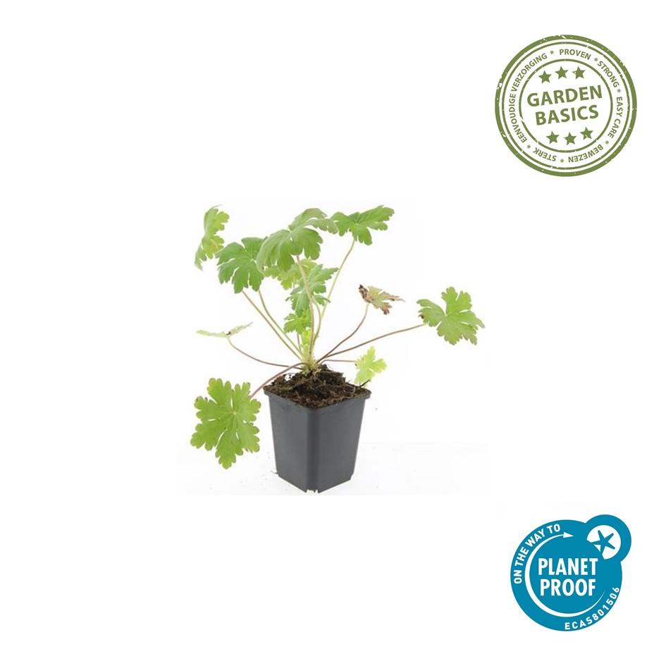 Geranium macrorrhizum Ingwersen's Variety - Hardy Pink Groundcover