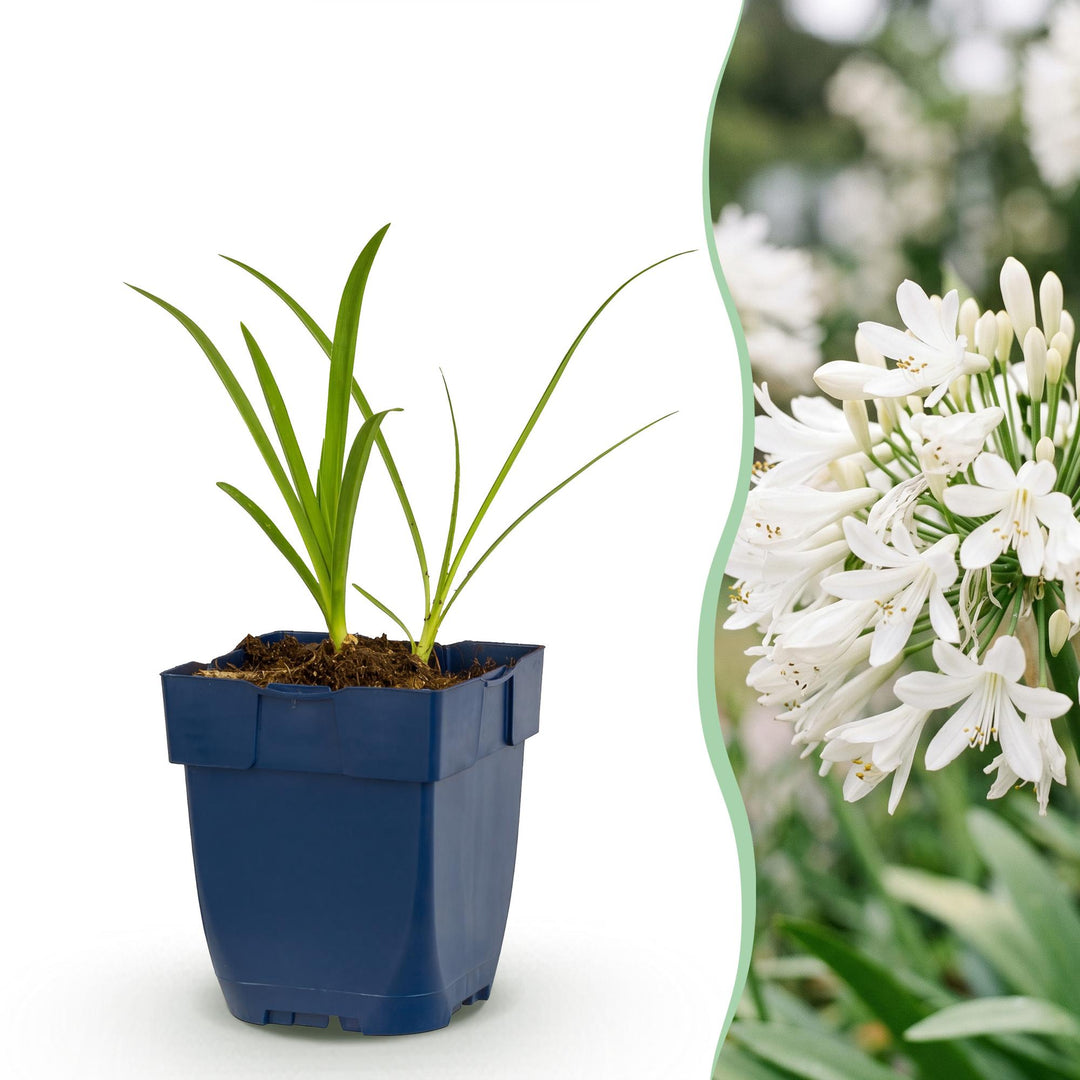 Plante vivace - Agapanthus africanus Albus - Lys africain - Attracteurs d'abeilles et de papillons - Blanc - 24 Plantes - Pot 11cm - Hauteur 15-25cm