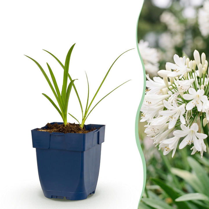 Plante vivace - Agapanthus africanus Albus - Lys africain - Attracteurs d'abeilles et de papillons - Blanc - 24 Plantes - Pot 11cm - Hauteur 15-25cm