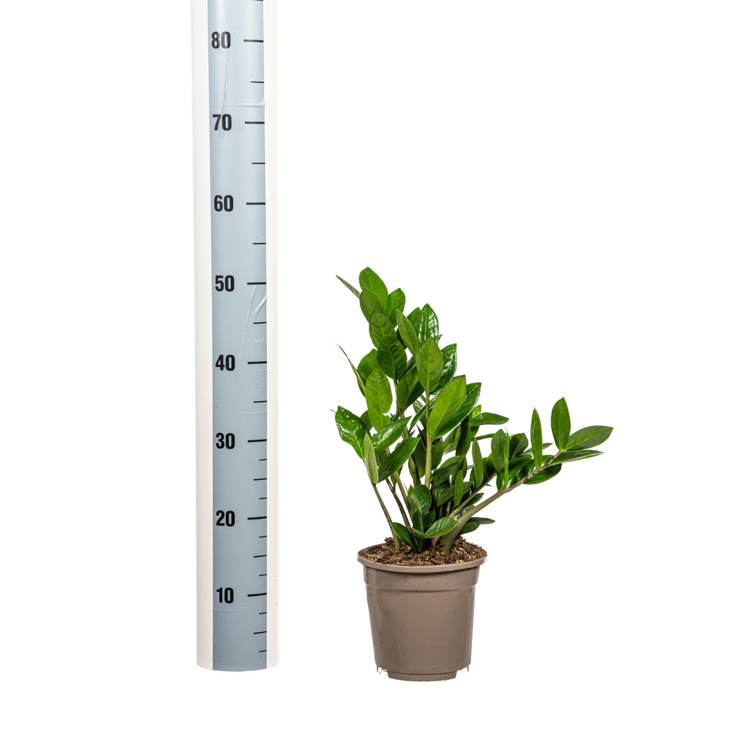 Zamioculcas Zamiifolia 40-50cm — ZZ Plant in 17cm pot