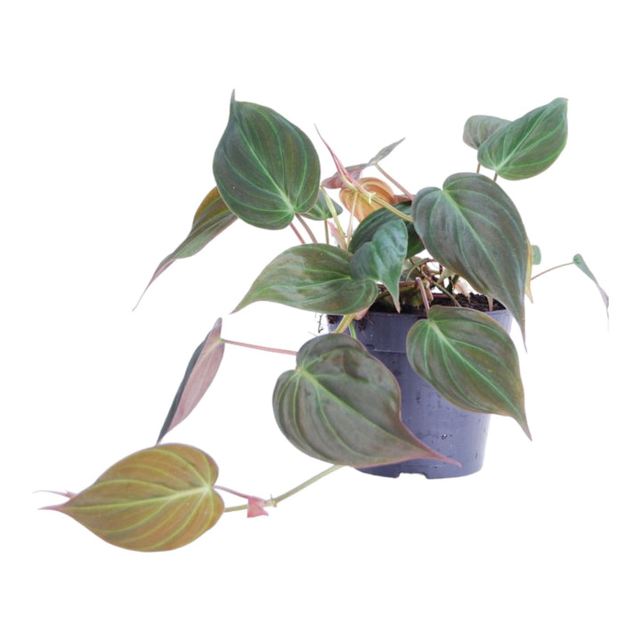 Philodendron Micans - Velvety Heart Leaf Trailing Houseplant