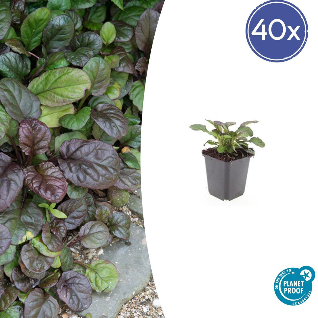 40x Ajuga reptans 'Catlin's Giant' Glossy Purple-Bronze - 9cm Pots