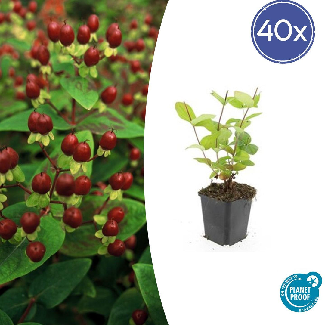 40x Hypericum inodorum 'Beauty' Plants - 10-25cm - 9cm Pot Bulk