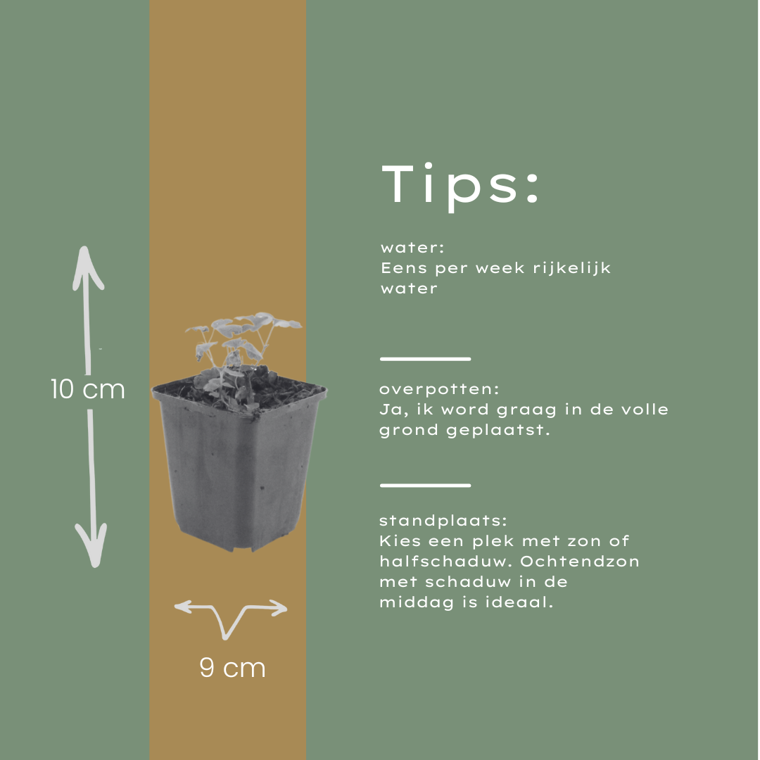 6x Aquilegia vulgaris - ↕10-25cm - Ø9cm