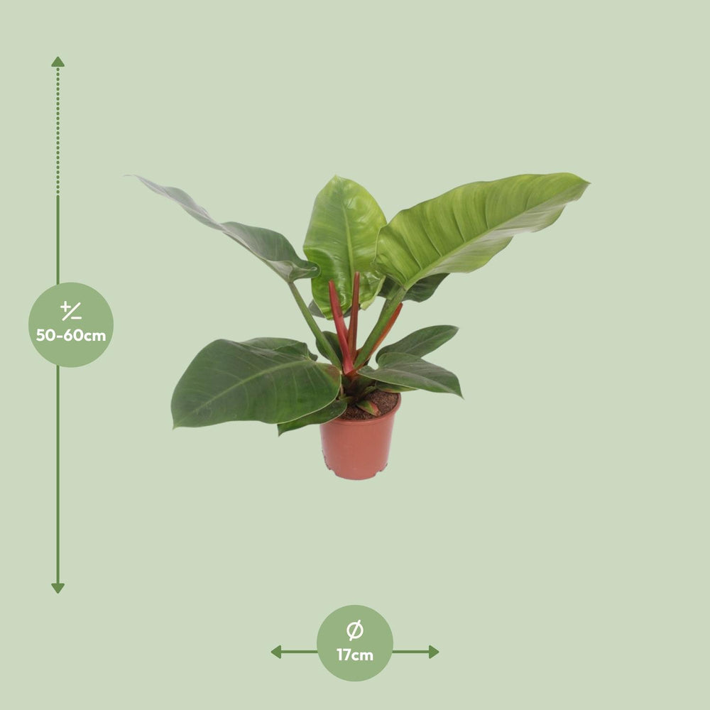 Philodendron 'Imperial Green' plant with lush green leaves, air-purifying qualities by Everspring
