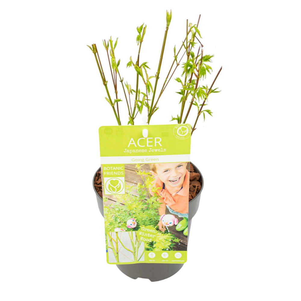 Acer Palmatum Going Green Japanese Maple 15cm Pot 50cm Height