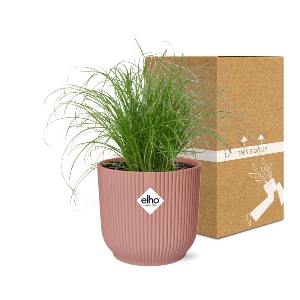 Umbrella Grass (Cyperus alternifolius 'Zumula') in a pink ELHO Vibes pot, view 5