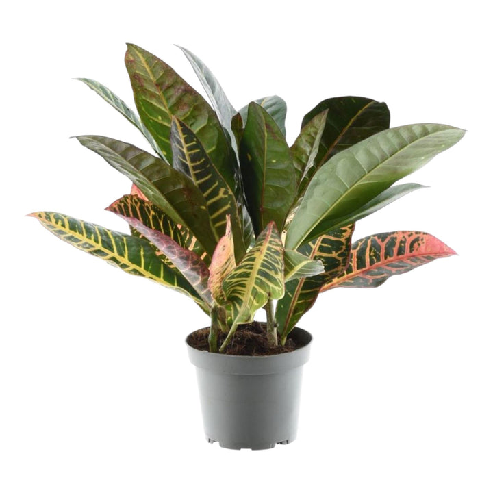 Croton Petra Plant - Codiaeum Variegatum Colorful Indoor Plant