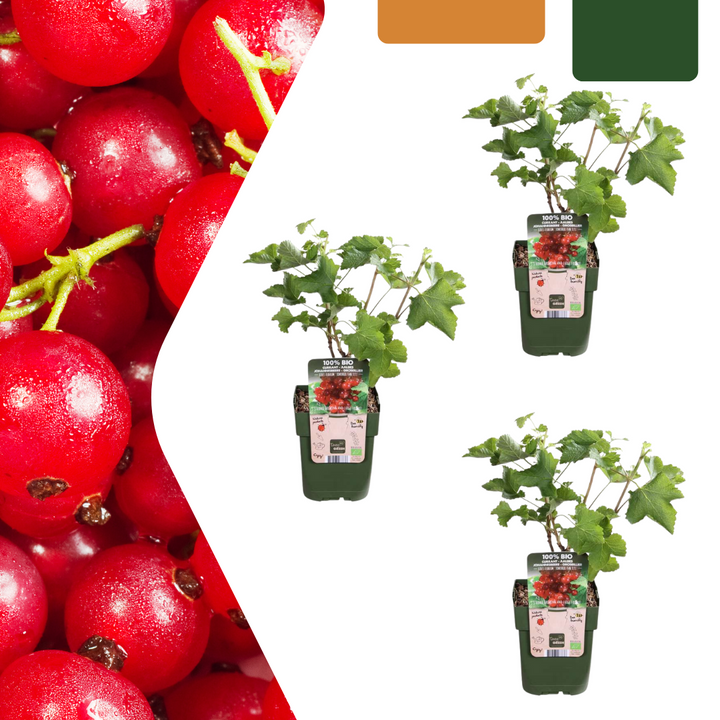 3 organic red currant plants in 13 cm pots, 20 cm tall, by Everspring, featuring lush green leaves.