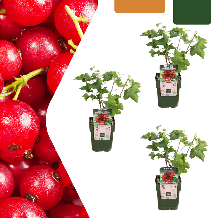 3 organic red currant plants in 13 cm pots, 20 cm tall, by Everspring, featuring lush green leaves.