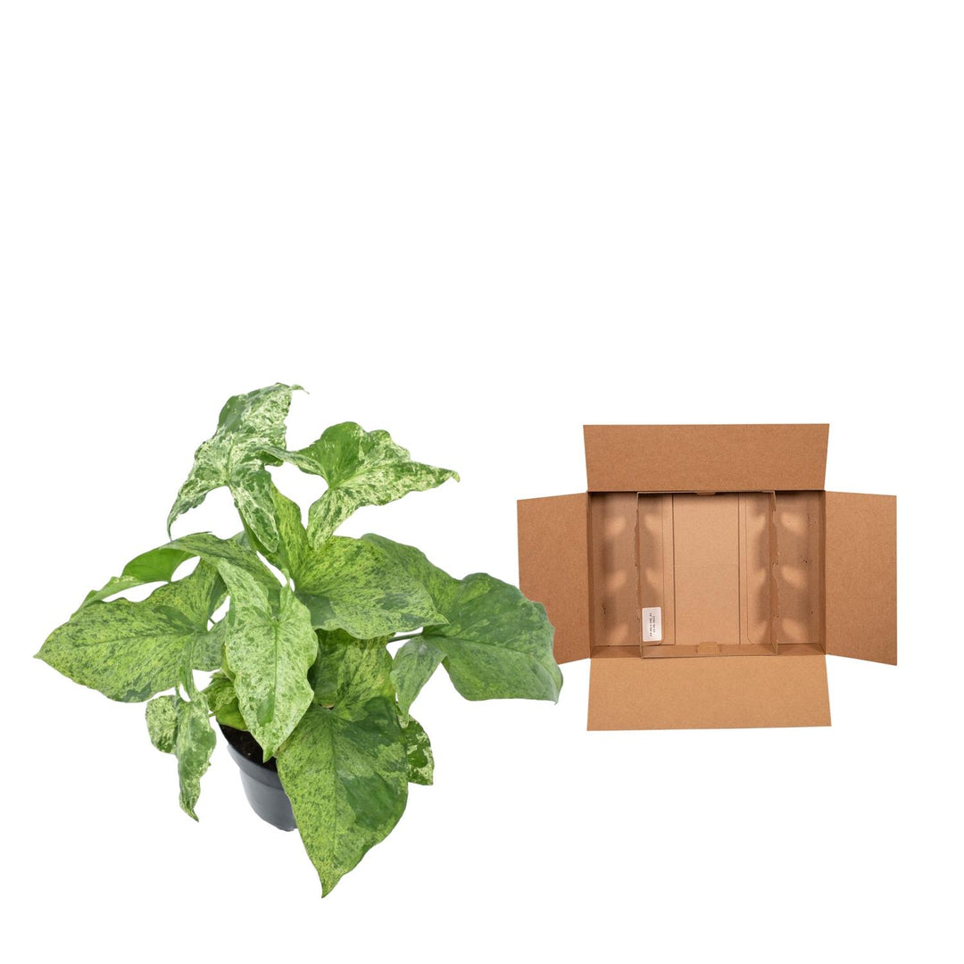 Variegated Syngonium Mottled Arrowhead Plant in a 25cm pot, featuring green and cream leaves, by Everspring.