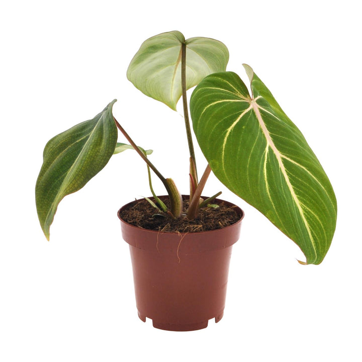 Philodendron Gloriosum - Velvety Heart-Shaped Leaves Indoor Plant