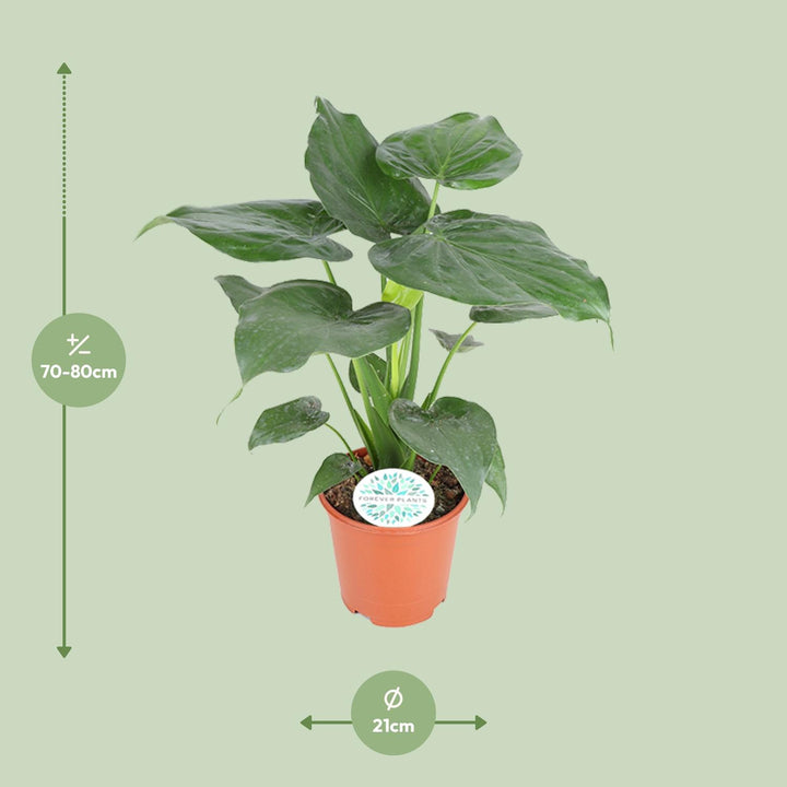 Alocasia Cucullata 80cm — Elephant Ear in 21cm pot
