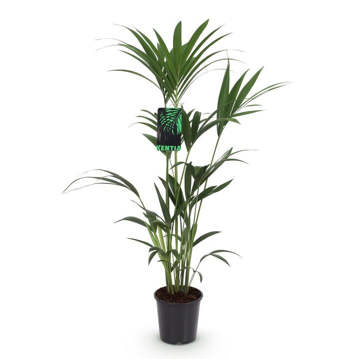 Kentia Palm (Howea forsteriana), detail view 1