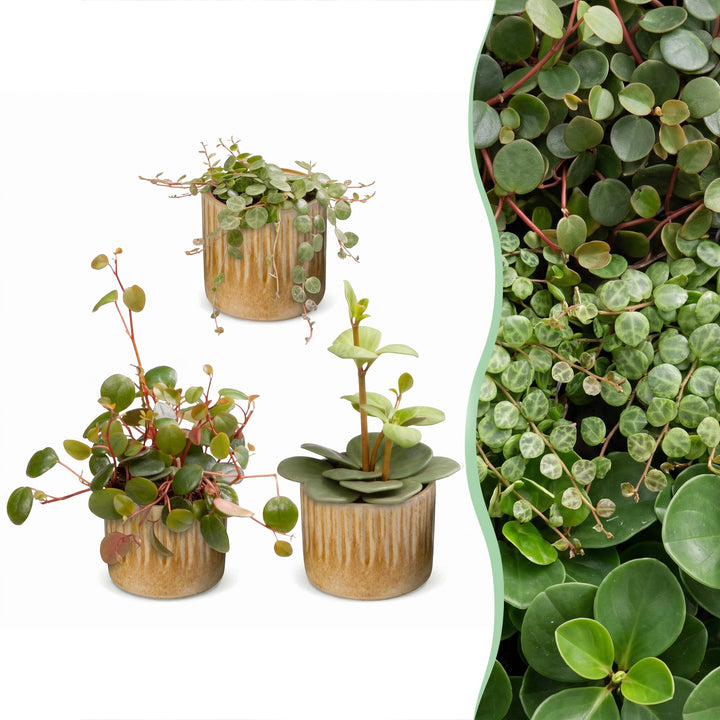 Baby Peperomia Mix houseplants, pack of 3