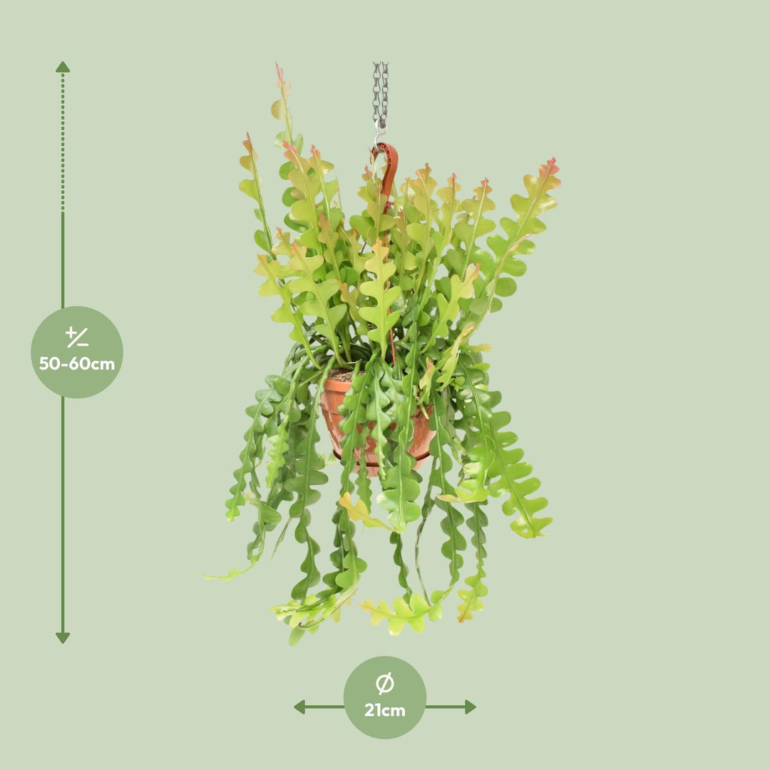 Fishbone Cactus Epiphyllum Anguliger - 60cm Trailing Plant