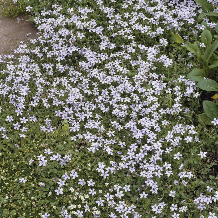 60x Isotoma fluviatilis - ↕10-25cm - Ø9cm