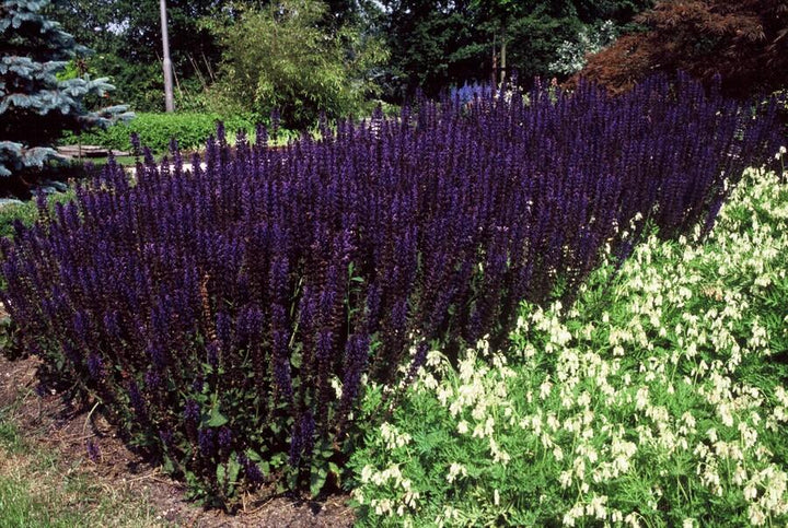 24x Salvia Nemorosa 'Mainacht' - ↕10-25cm - Ø9cm