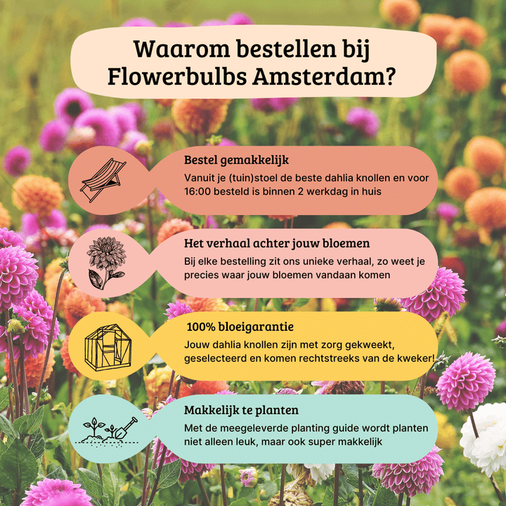 Flowerbulbs Amsterdam - 12 dahlia seattle tubers for 2 m², large flowered appearance