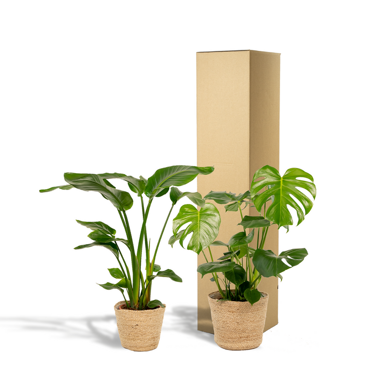 Tropical Plant Set - Monstera & Bird of Paradise with Basket