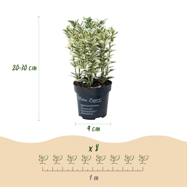 40x Euonymus japonicus White Spire - Spindle Tree - Hedge Plants - Evergreen - White - Green - Pot 9cm - Height 20-30cm