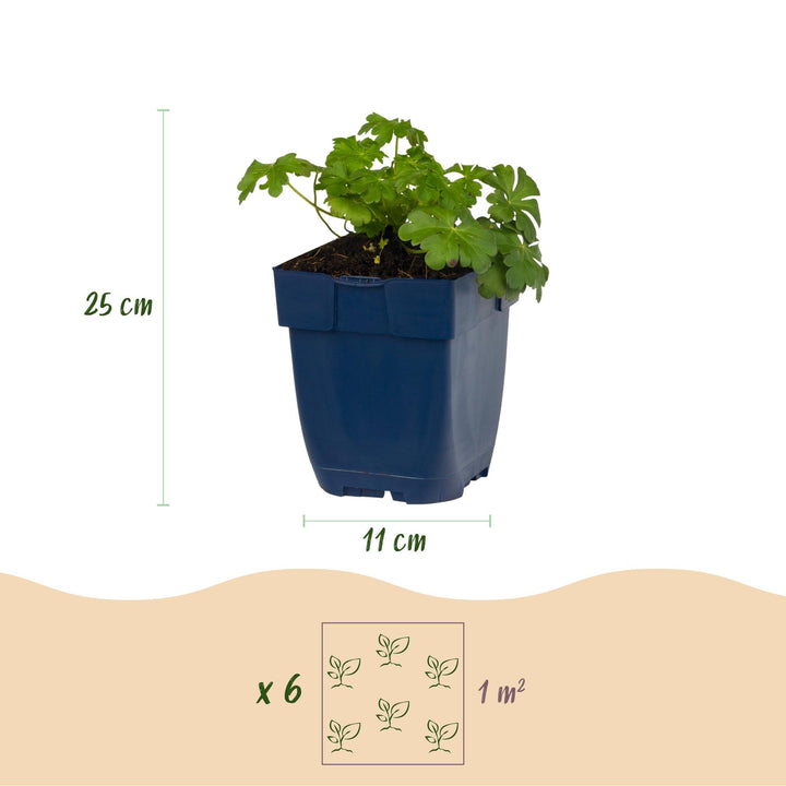 24x Geranium macrorrhizum Czakor bigroot cranesbill in 11cm pots - view 3