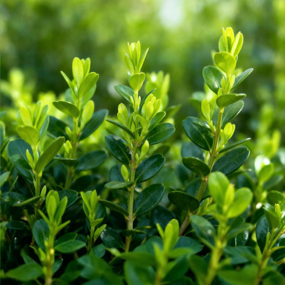 12 BetterBuxus Babylon Beauty box hedging plants in 13cm pots - view 4