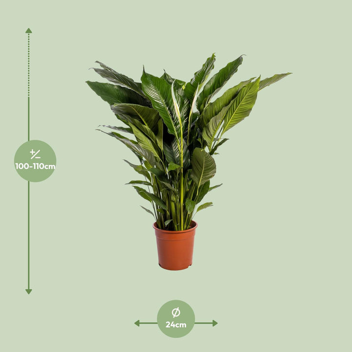 Spathiphyllum 'Sweet Sebastiano' Blanco (Peace Lily): Elegant 110cm Tall, Ø24cm Pot – Air-Purifying & Serene!