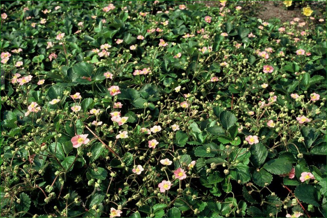 60x Fragaria vesca - ↕10-25cm - Ø9cm