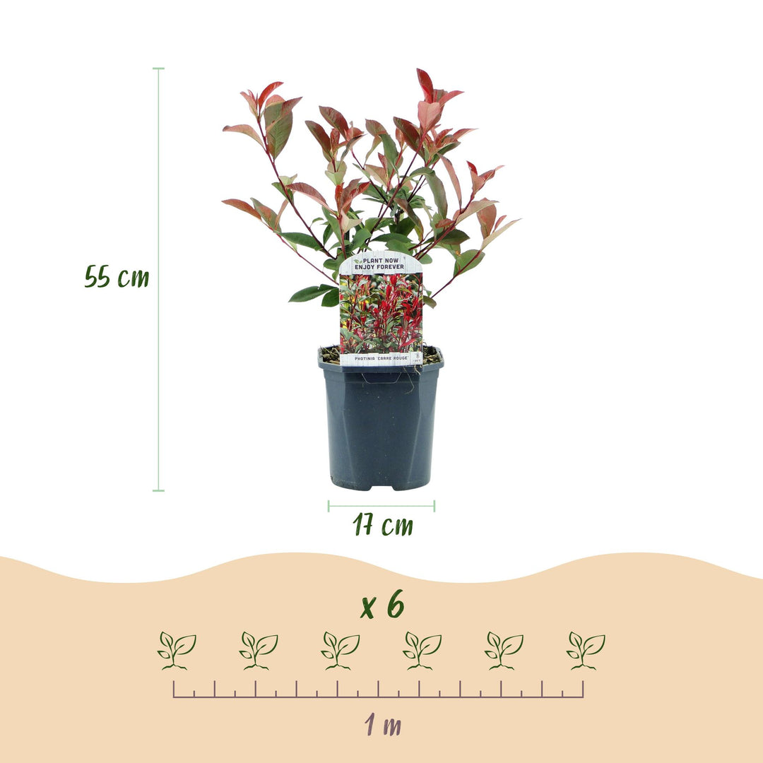 Photinia fraseri Carre Rouge hedge plants, pack of 6, image 3