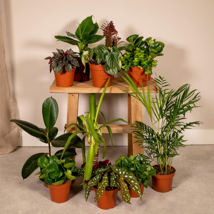 Outsider box - Ø12cm - 12x