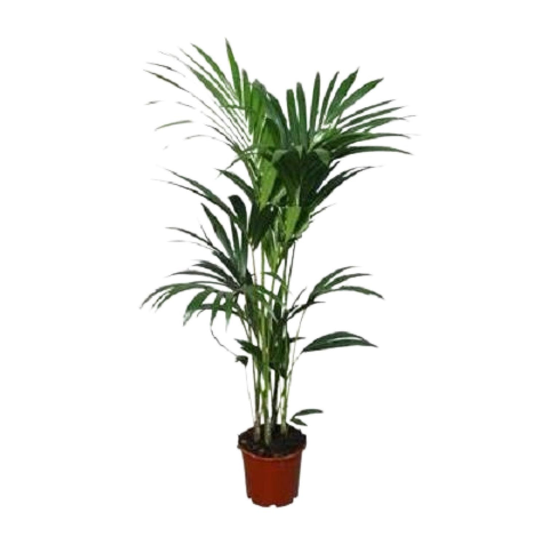 Kentia Palm Plant - Howea Forsteriana 120cm Low Light Indoor Palm