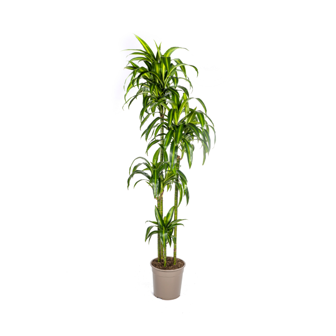 Dracaena Hawaiian Sunshine 170-190cm - Air Purifying Indoor Plant Ø27cm