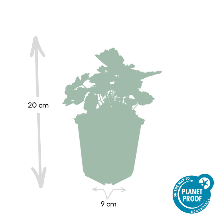 40x Heuchera Palace Purple - Purple Foliage Shade Perennial - 9cm