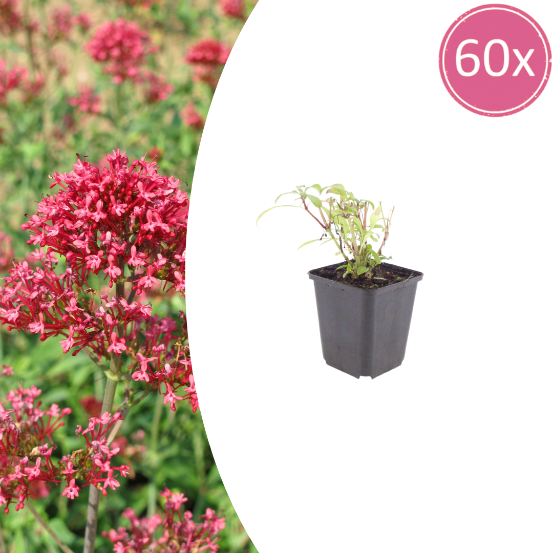 60x Centranthus ruber 'Coccineus' - ↕10-25cm - Ø9cm