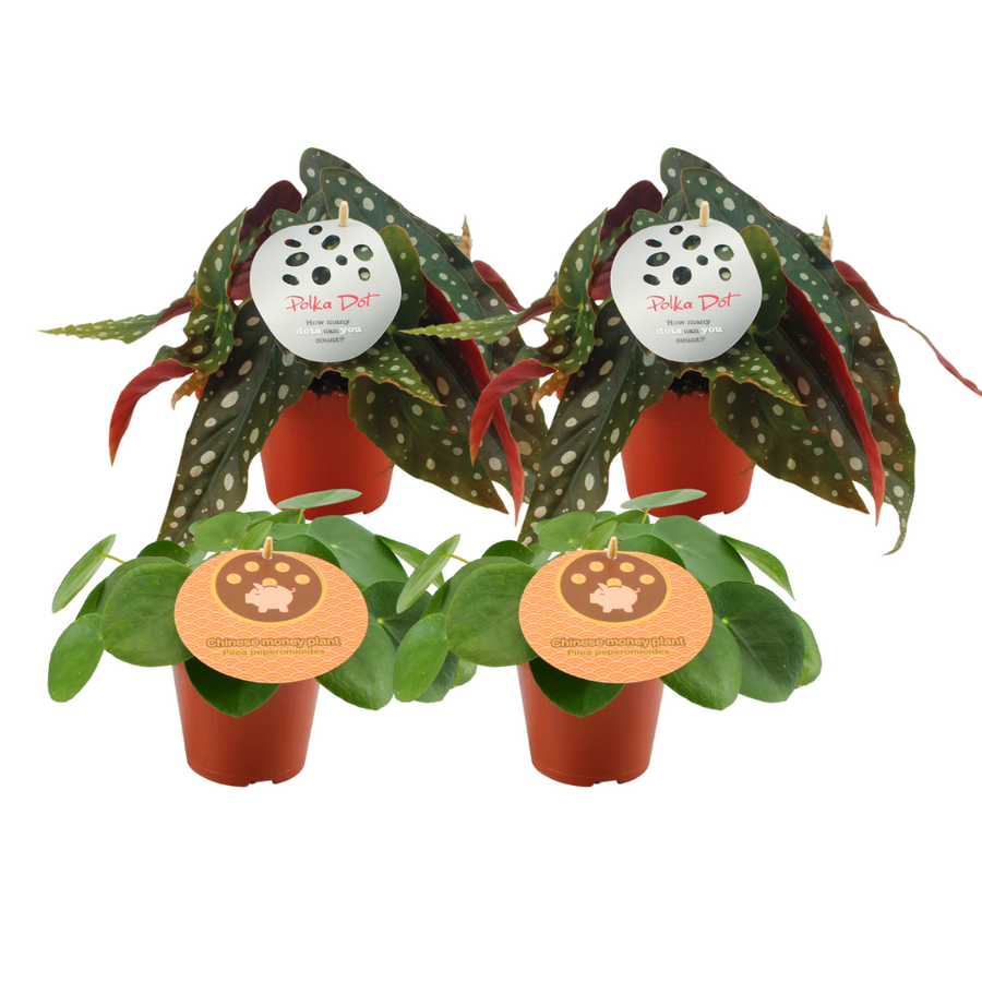 Pilea Peperomioides and Begonia Maculata indoor plants in decorative pots by Everspring, showcasing vibrant green foliage.