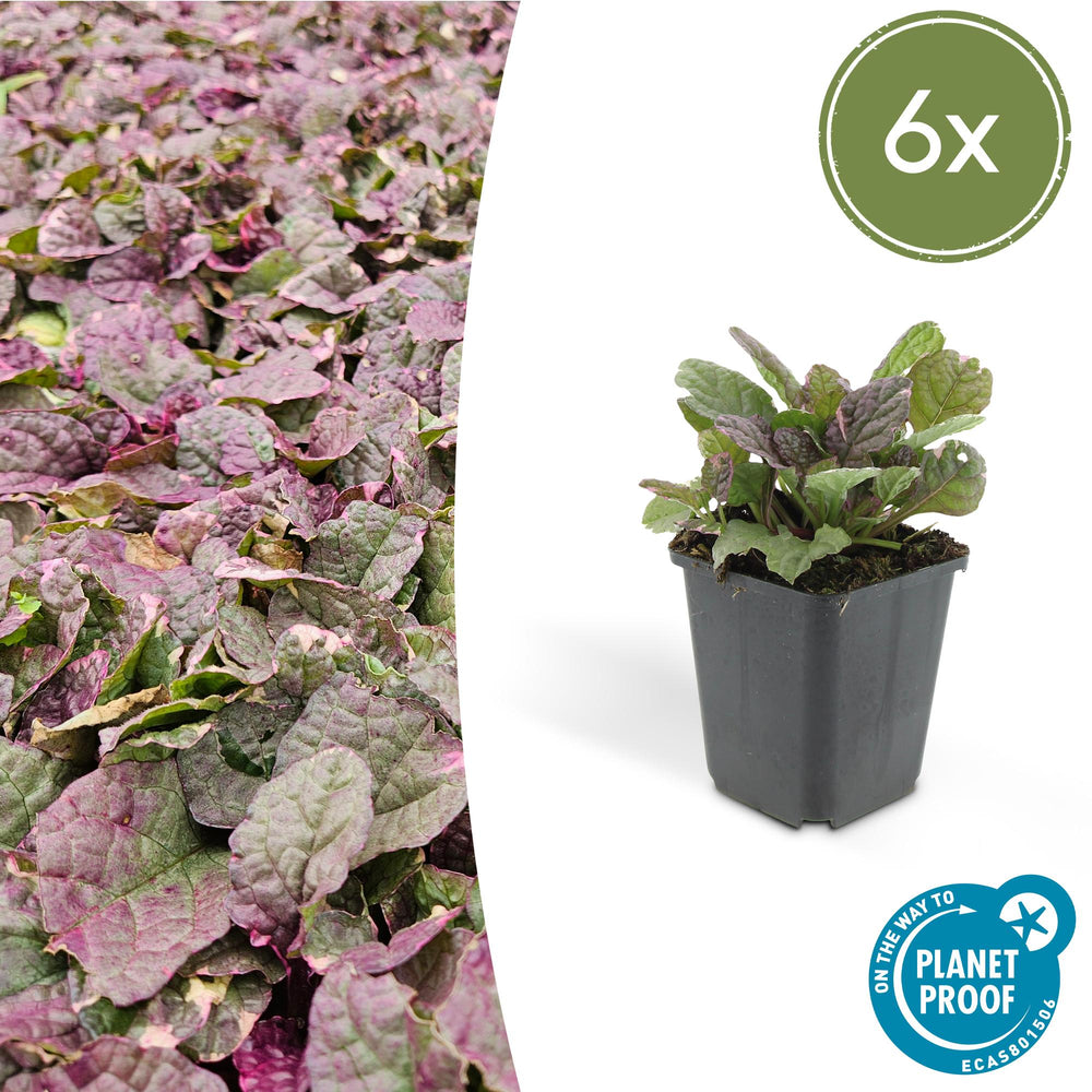 Healthy foliage and strong roots close-up of 6x Ajuga reptans 'Burgundy Glow' - ↕10-25cm - Ø9cm