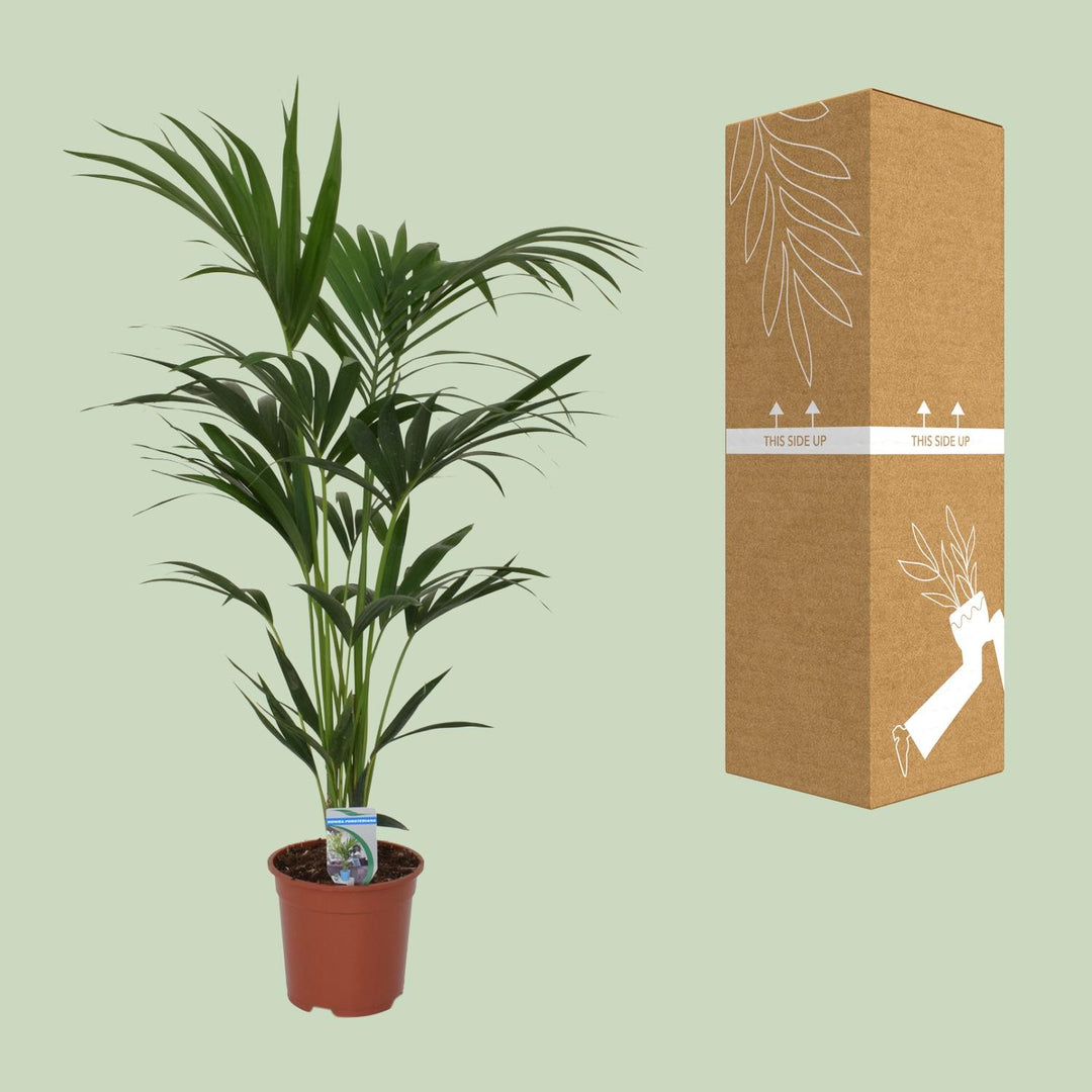 Kentia Palm Howea Forsteriana 120cm - Indoor Air Purifying Plant