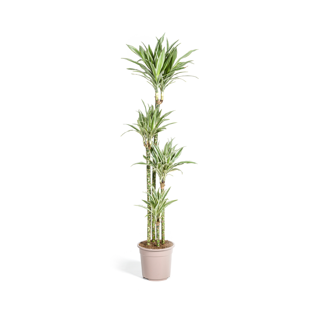 Dracaena White Stripe Indoor Plant 170-190cm Ø27cm Pot