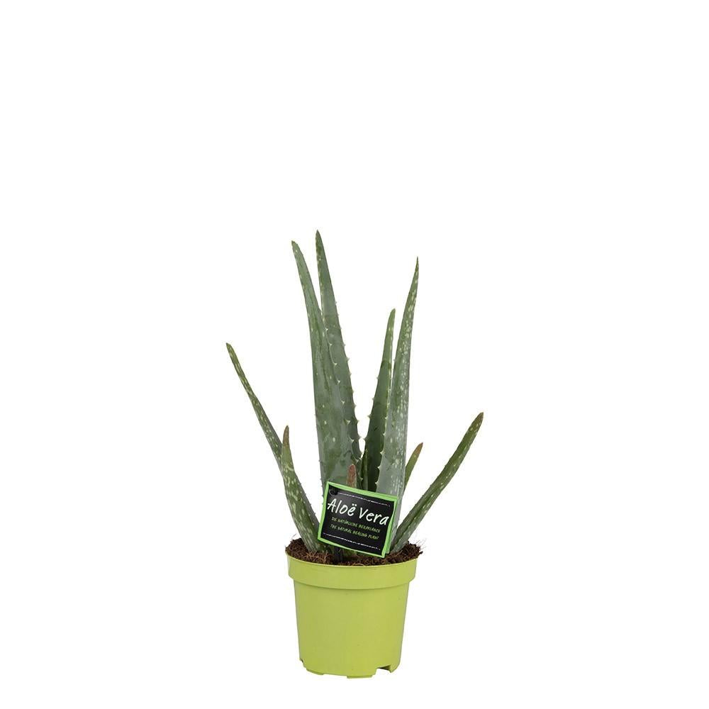 Aloe Vera Plant 35cm - Live Succulent Houseplant 10.5cm Pot
