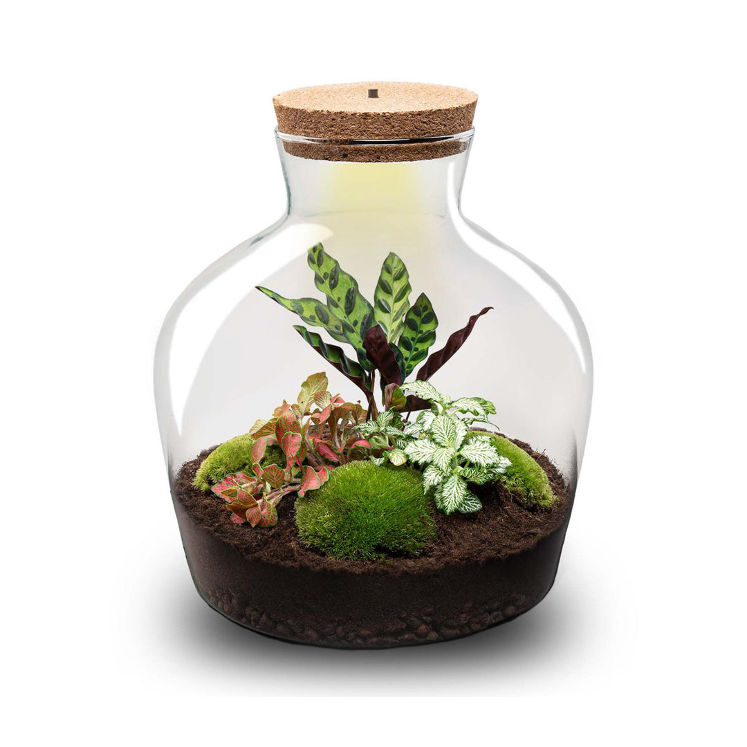 DIY terrarium - Fat Joe Red - ↕ 30 cm - Rake + Shovel + Tweezer + Scissors