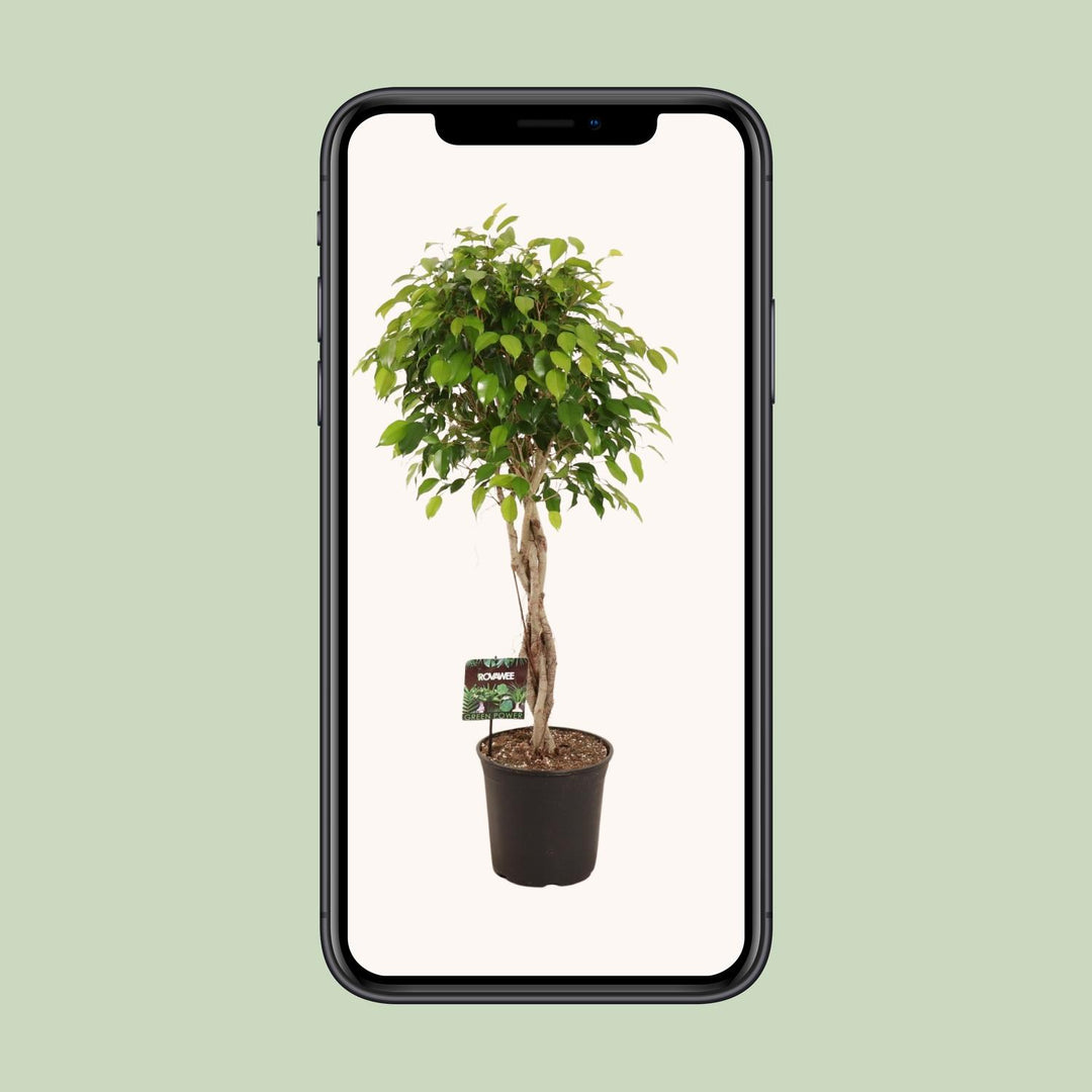 Ficus Benjamina Plant 120cm - Large Indoor Houseplant 27cm Pot