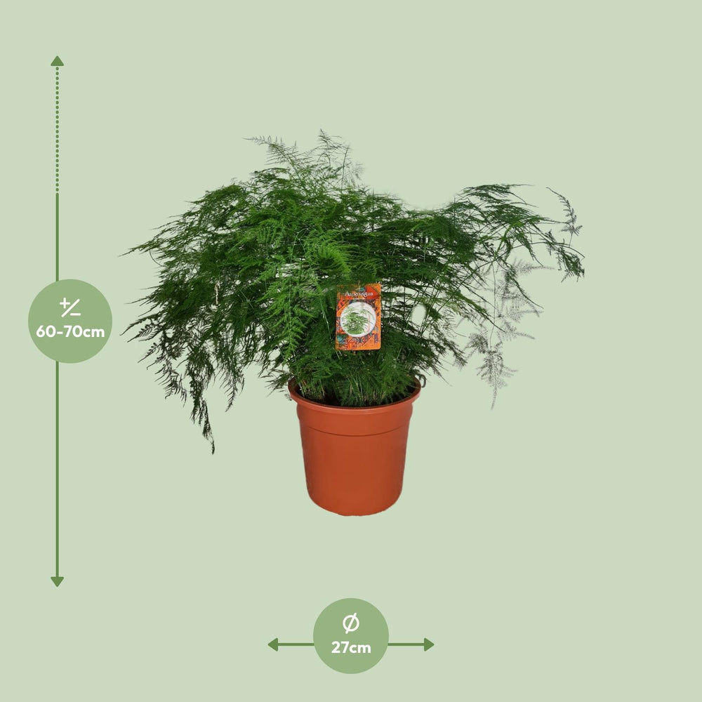 70cm tall Everspring asparagus fern plant with feathery green leaves, ideal for indoor air purification.