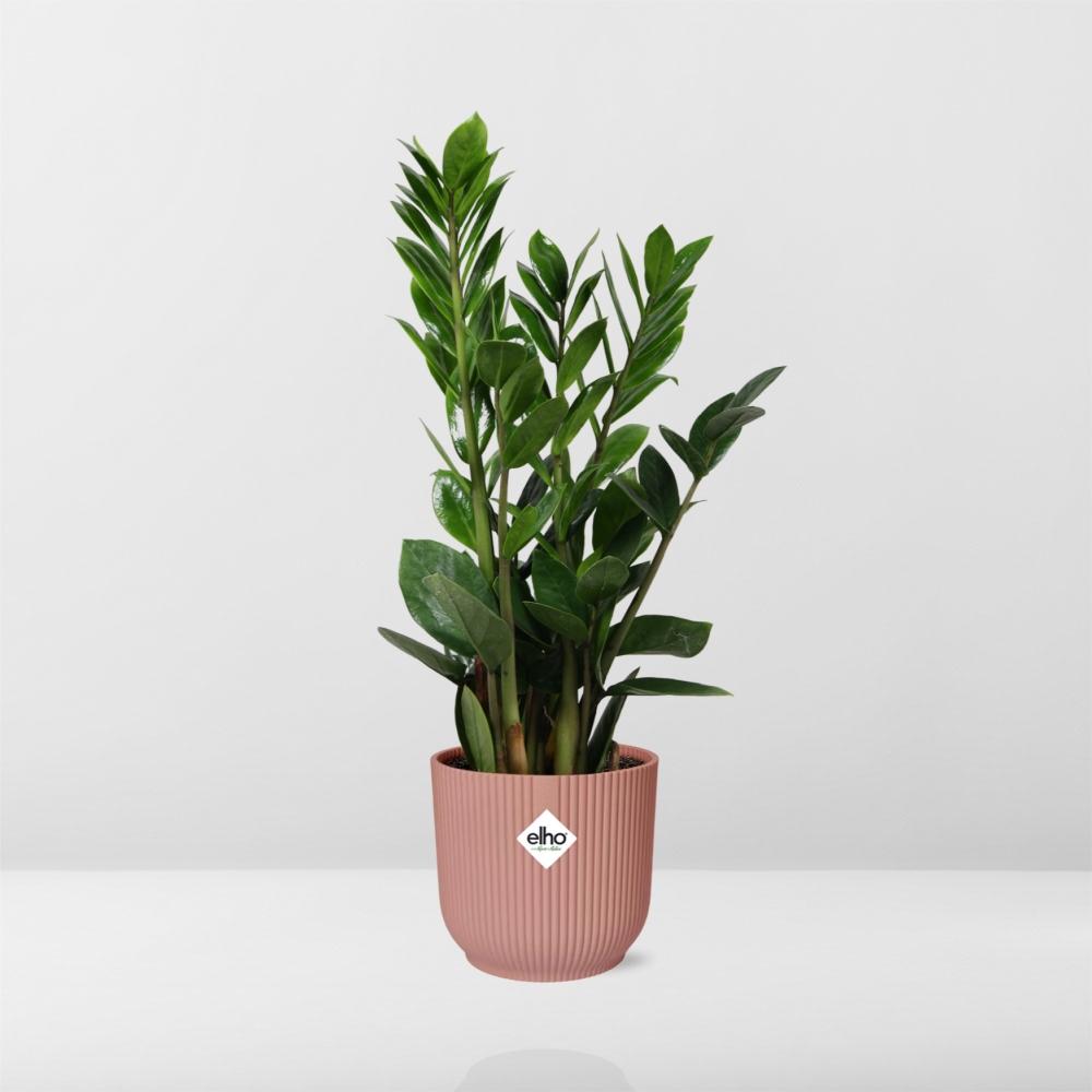 ZZ Plant (Zamioculcas zamiifolia) in a pink ELHO Vibes pot, view 6