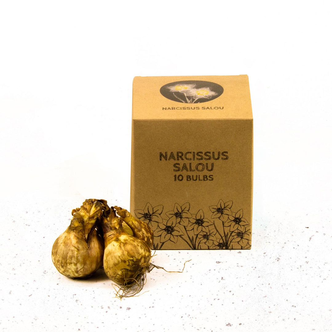 Flowerbulbs Amsterdam - Salou - 10 bulbs - Size 12/14