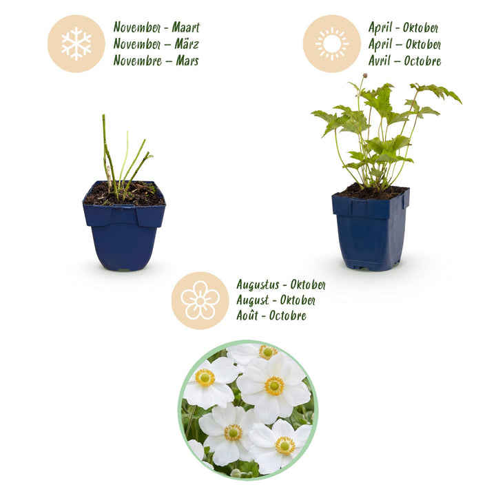 Plante vivace - Anemone hybr. Hon. Jobert - Anémone d'automne - Ombre - Blanc - 24 Plantes - Pot de 11 cm - Hauteur 15-25 cm
