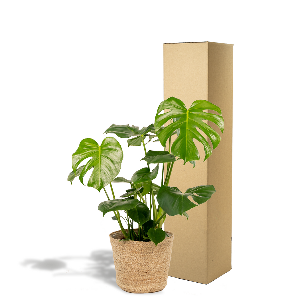 Monstera Deliciosa + Basket Selin - ↨80cm - Ø21cm