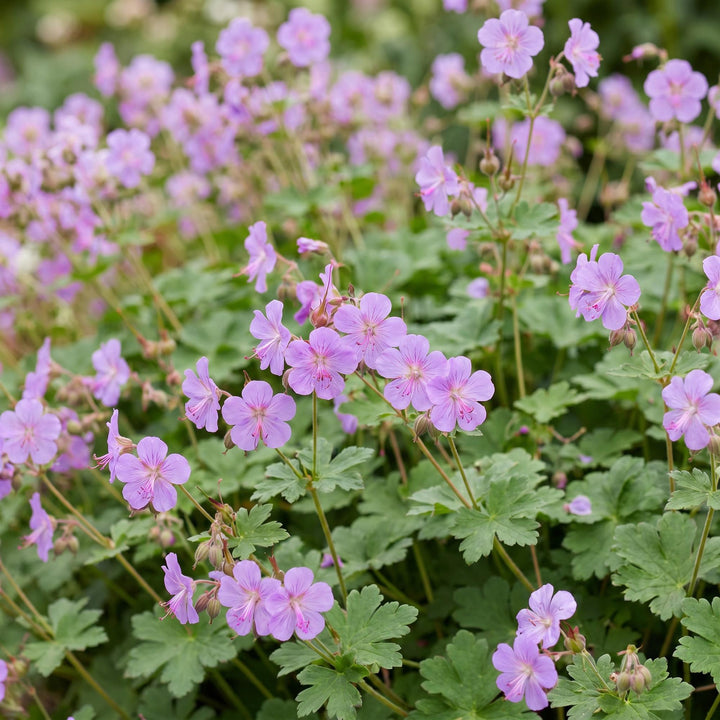 24x Geranium macrorrhizum Czakor bigroot cranesbill in 11cm pots - view 5