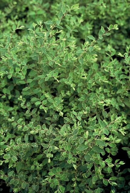 60x Symphoricarpos 'Hancock' Snowberry - Hardy Ground Cover - 10-25cm